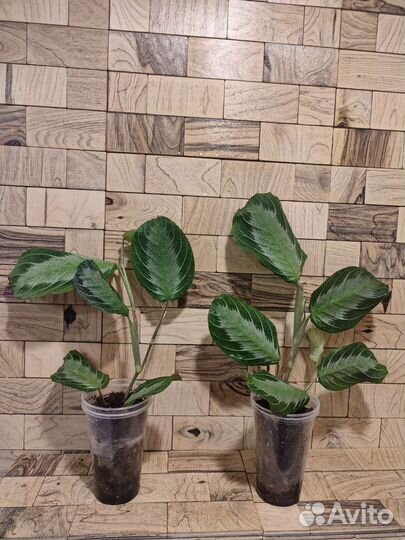 Маранта сильвер бэнд