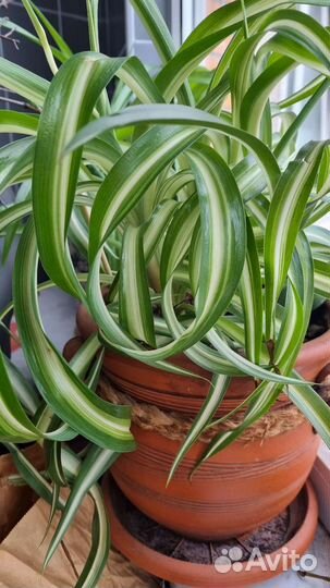 Хлорофитум полосатый
