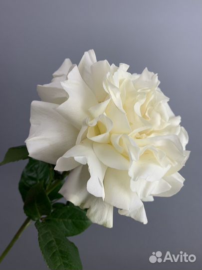 Роза Ажурная, розы гиганты