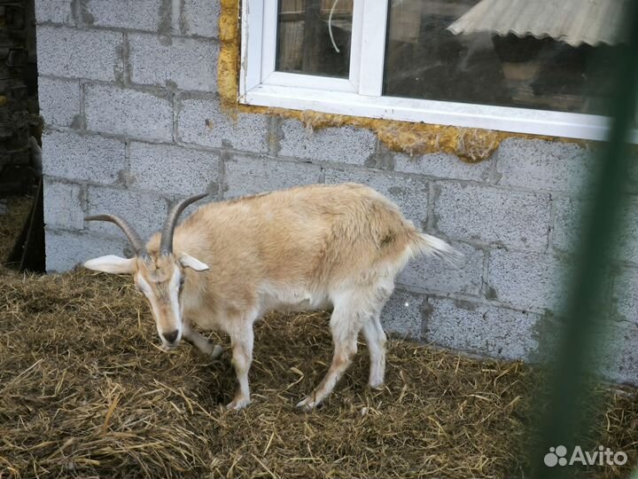 Альпийские козы