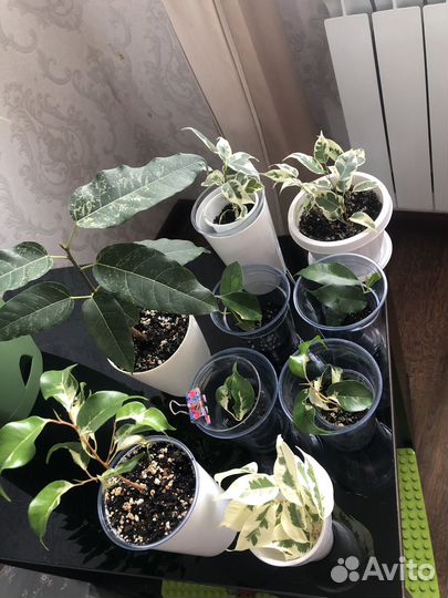 Сортовые фикусы