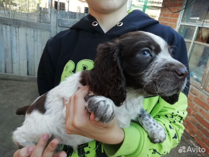 Русский спаниель