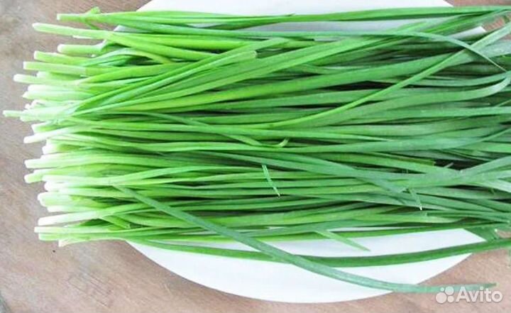 Саженцы Джусай