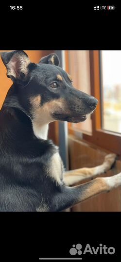 Отдам в добрые руки