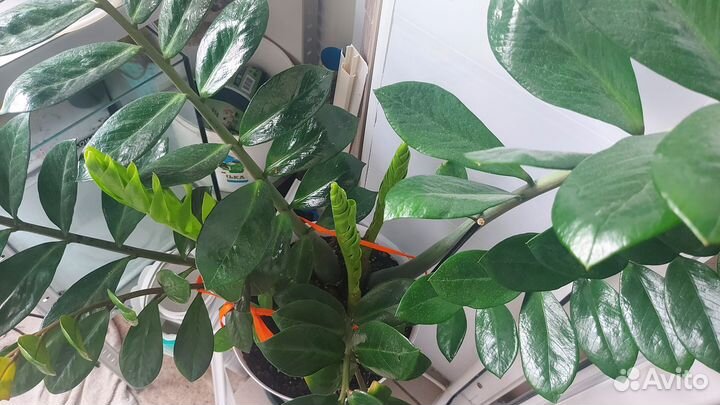 Цветы для дома и офиса