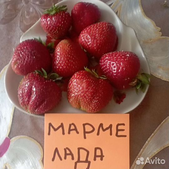 Рассада земляники садовой