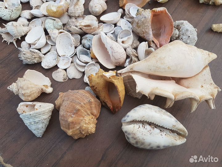 Морские ракушки раковины кораллы звезда