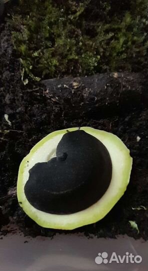 Мадагаскарские слизни