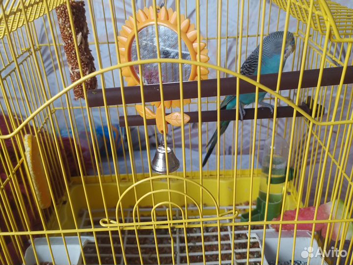 Продам попугая и клетку