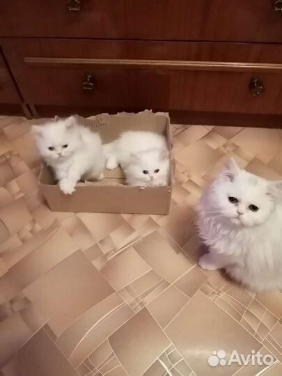 Персидские котята