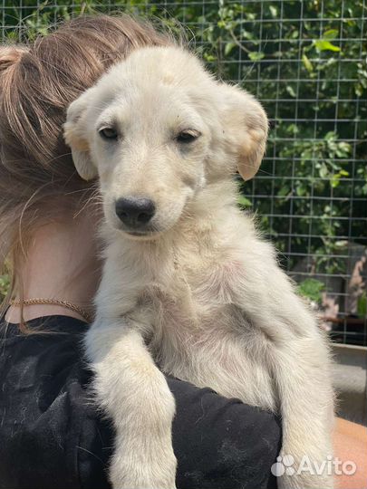 Отдам в добрые руки