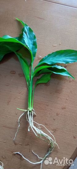 Продам отростки цветов