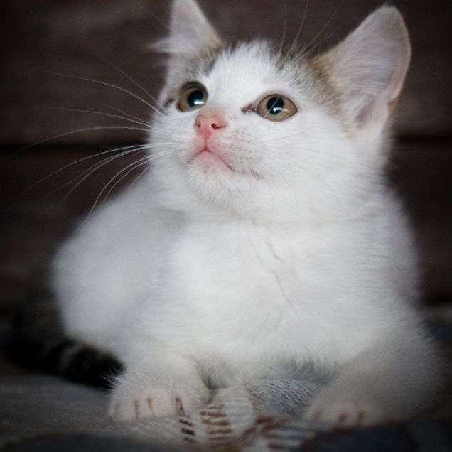 Котёнок в добрые руки