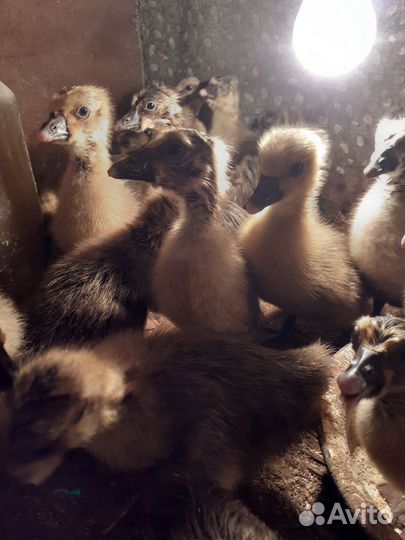 Цыплята несушки подрощенные маю заказы на бролера