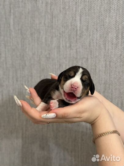 Щенки Бигль