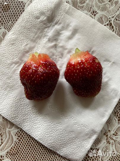 Рассада клубники