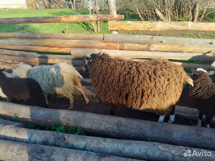 Овцы бараны