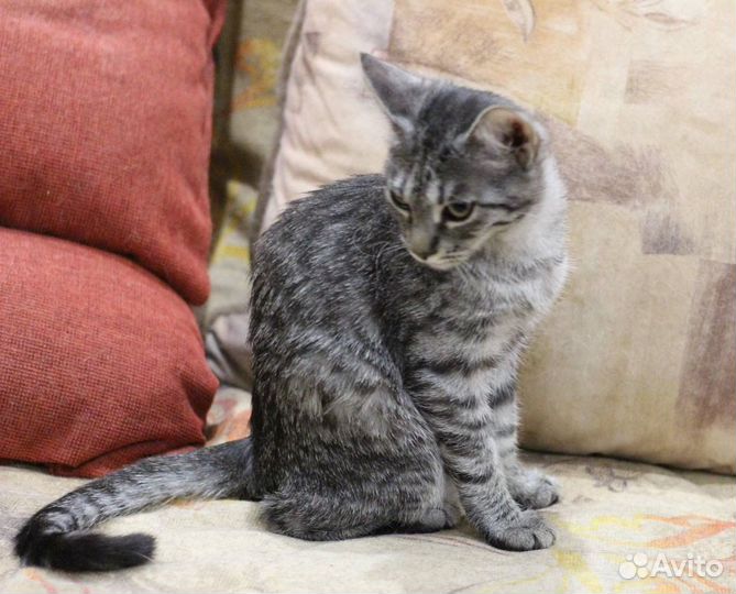 Котенок красивый