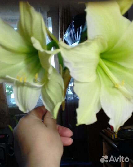 Гиппеаструм