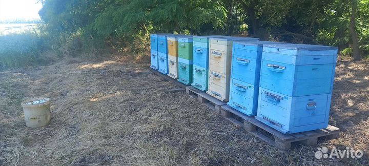 Улей с пчелами