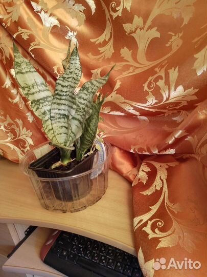 Сансевиерия,тещин язык