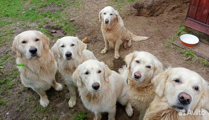 Передержка от Питомника