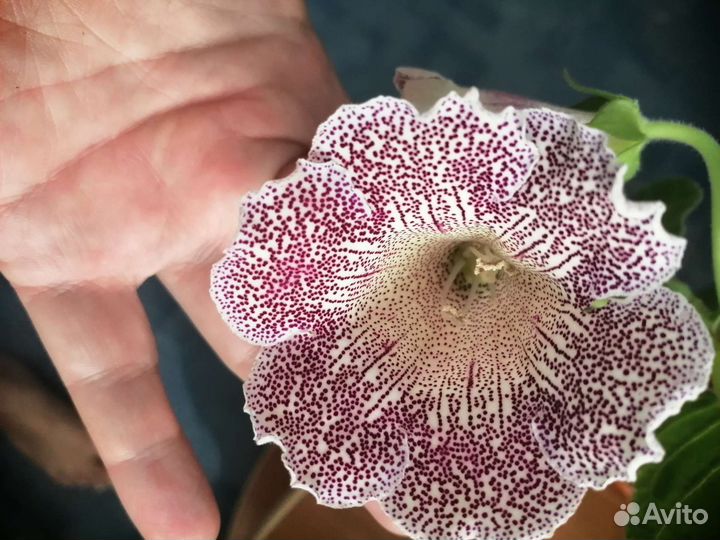 Глоксиния лист