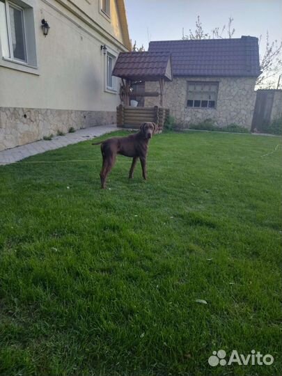 Курцхаар вязка