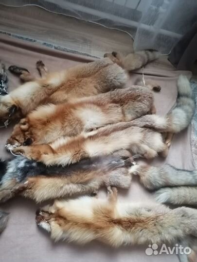 Шкуры лисы, енота с выделкой