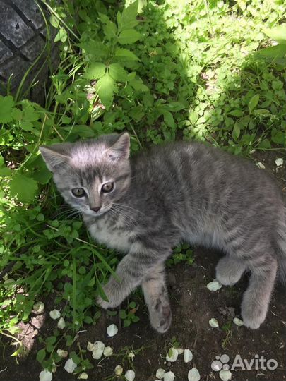 Котята в добрые руки бесплатно