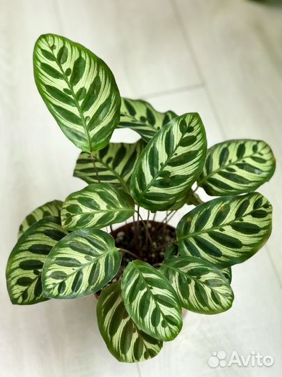 Калатея Макояна