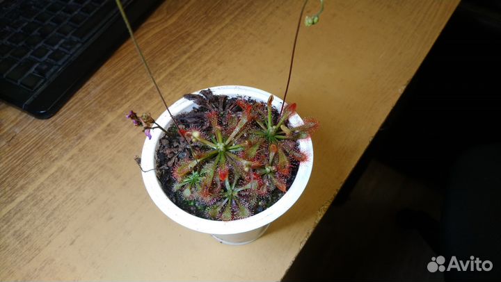 Семена хищных и др. растений