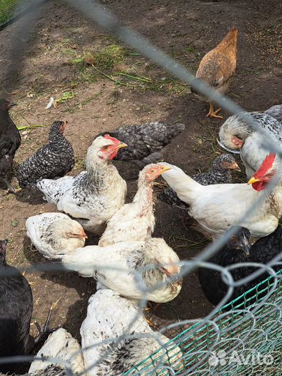 Цыплята, куры, петухи