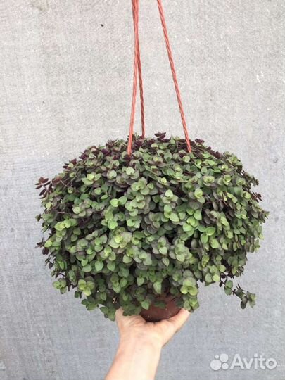 Каллизия зелёная в кашпо