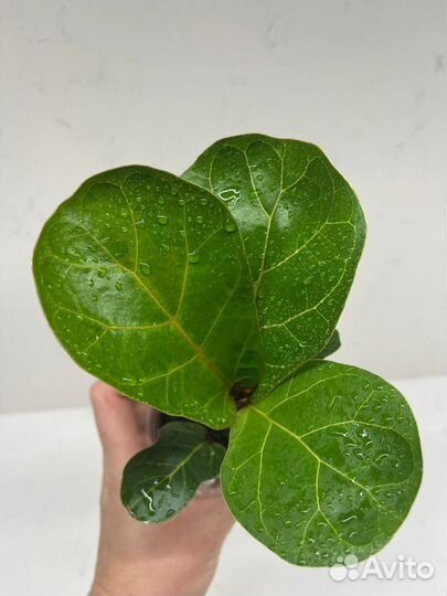 Фикус лирата