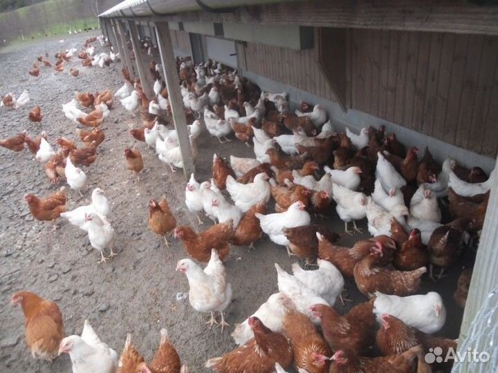 Птичье подворье здоровый молодняк