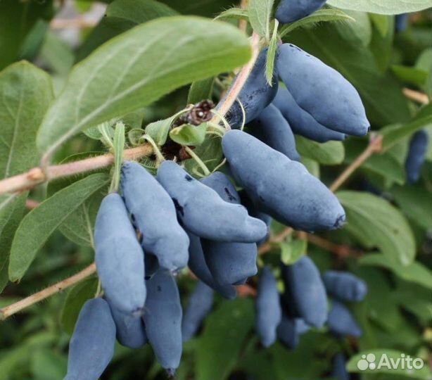 Жимолость Бакчарский великан