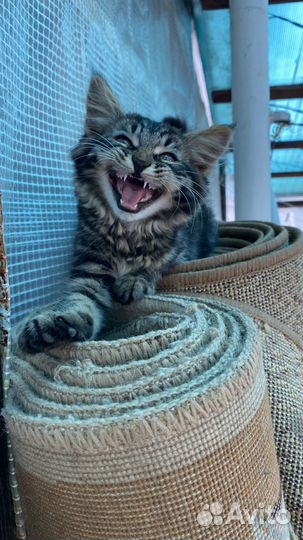 Котенок, девочка, 3 месяца