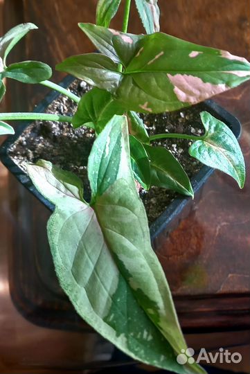 Сингониум ред спот