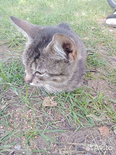 Уличные котята