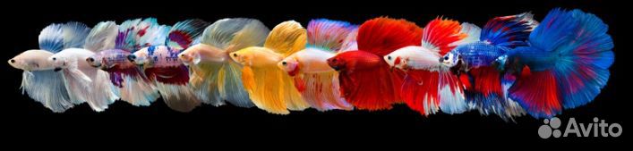 Рыбки петушки