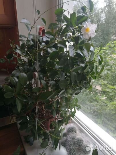 Диплодения