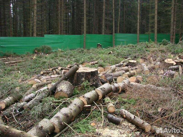 Спил деревьев,покос травы, борщевик,удаление