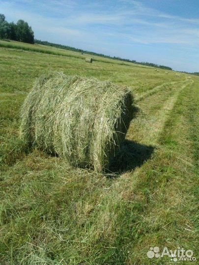 Продам сено в рулонах от производителя