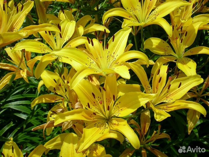 Лилии луковицы