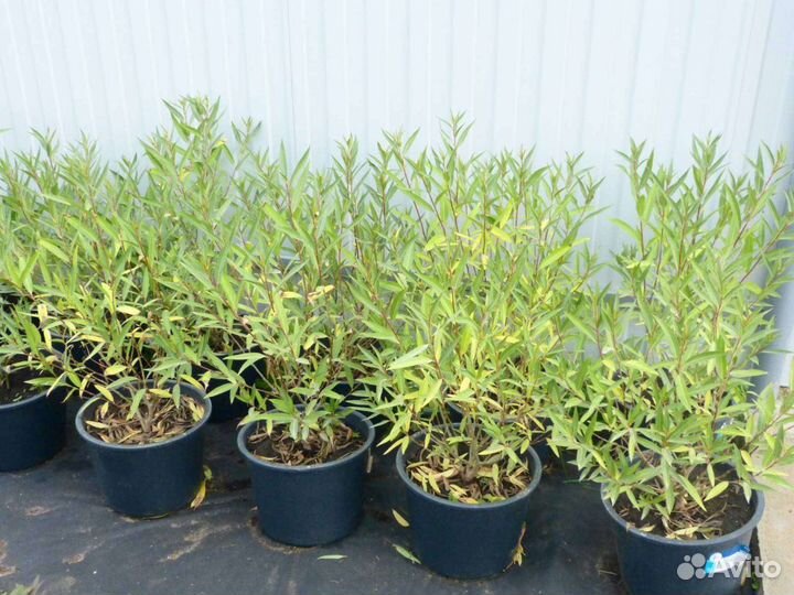 Ива шаровидная