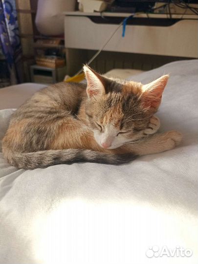 Кошечка трёхцветная и полосатая)