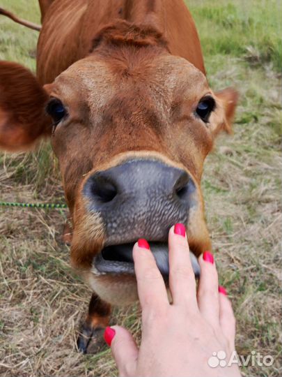 Джерсейская корова