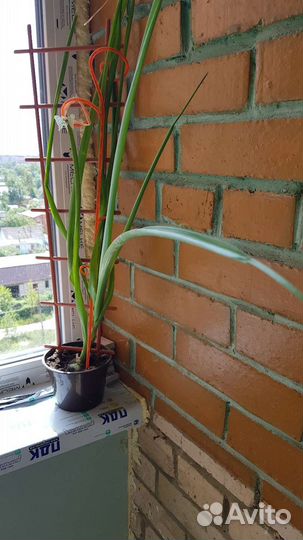 Индийский лук