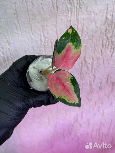 Аглаонема donfang red малыши